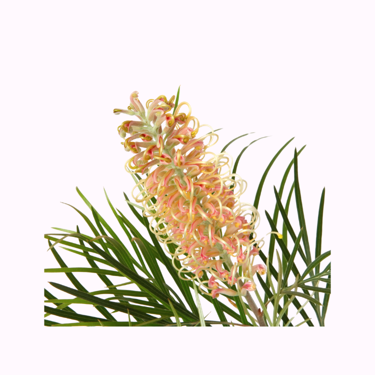 Grevillea evergreen foliage close up