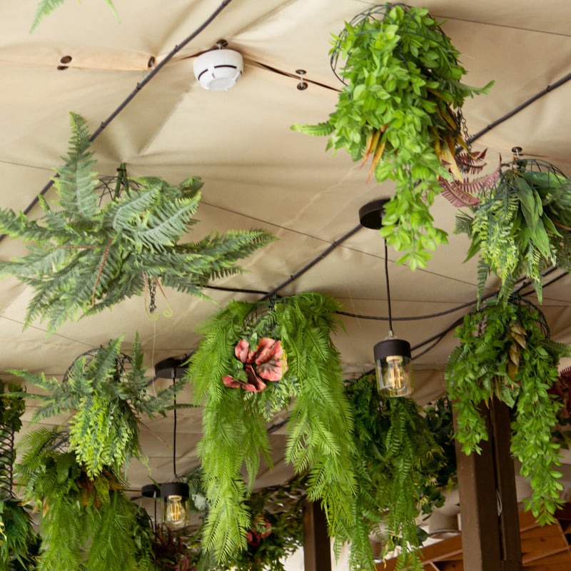 Hanging plants