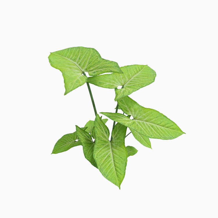Philodendron Plants