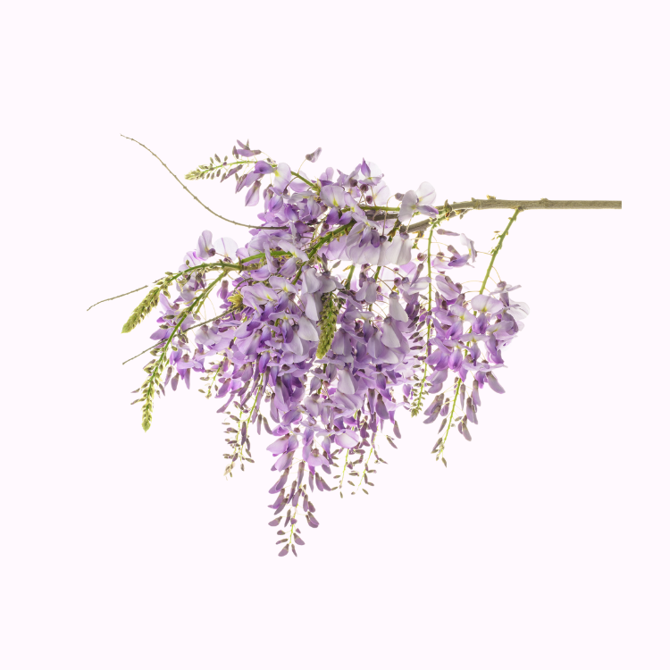 Wisteria