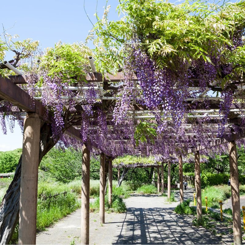 Vines and climbers trained on a garden trellis creating vertical greenery and flowers in a San Francisco Bay Area yard