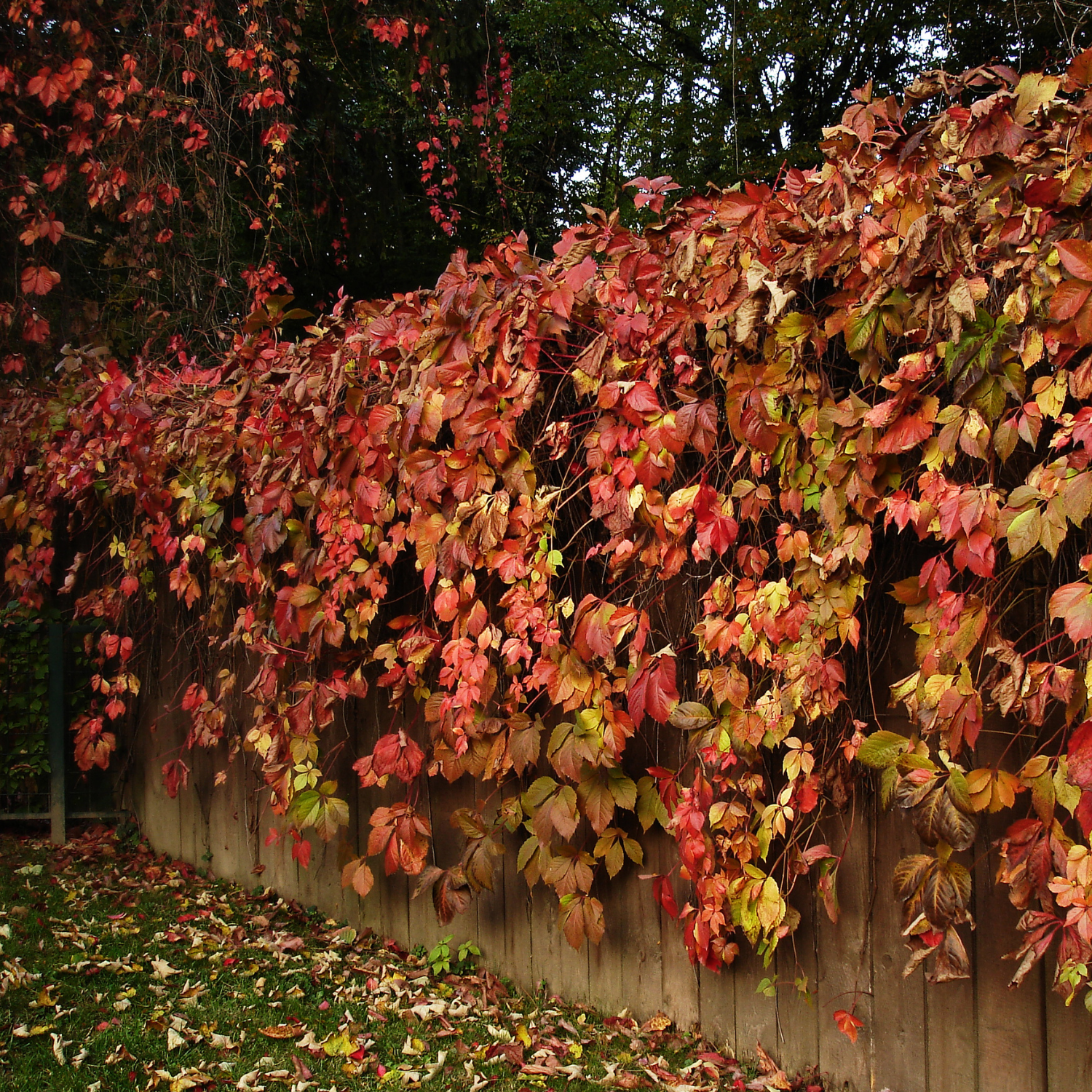 Deciduous Vines