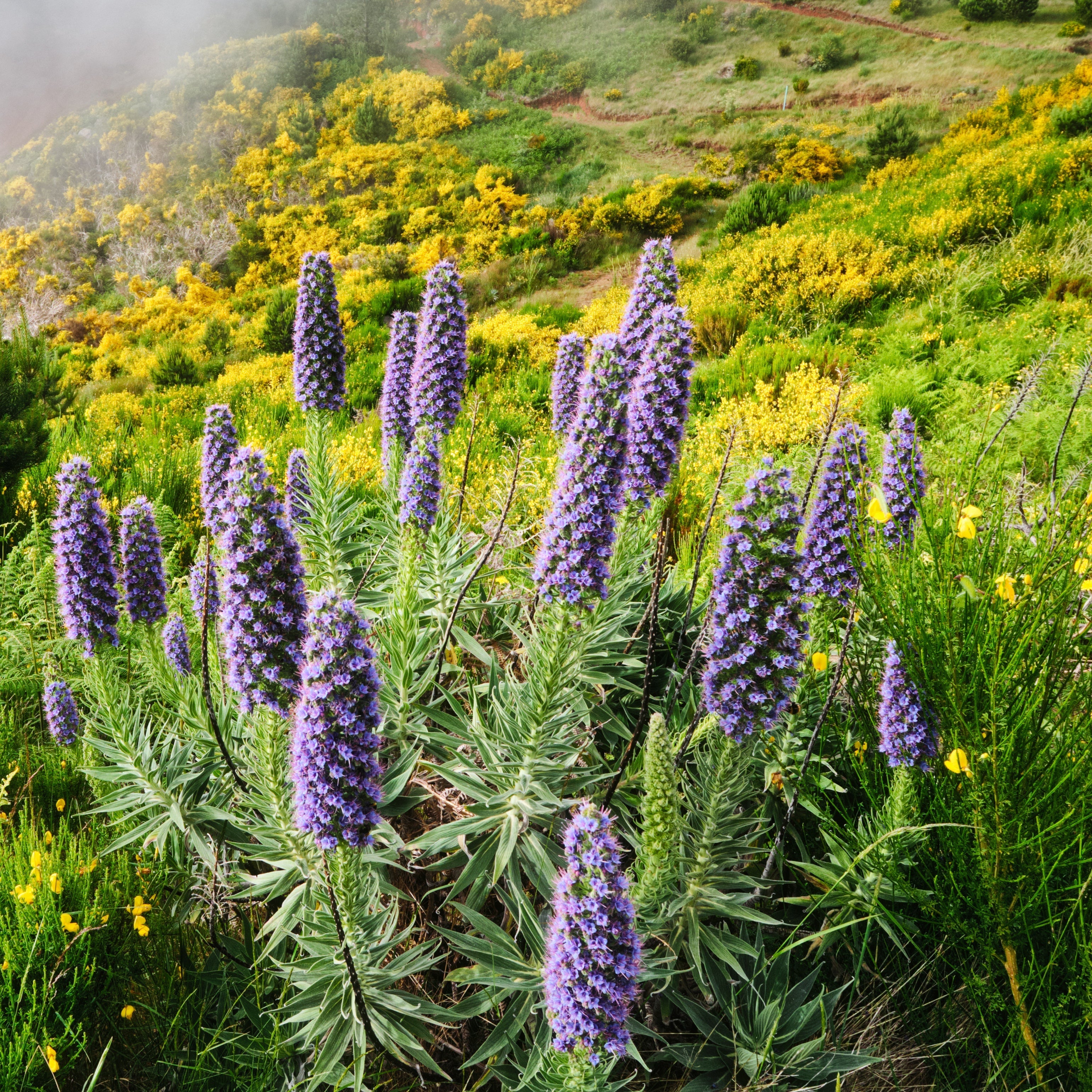 California native plants in a Bay Area garden with drought-tolerant textures and pollinator-friendly blooms