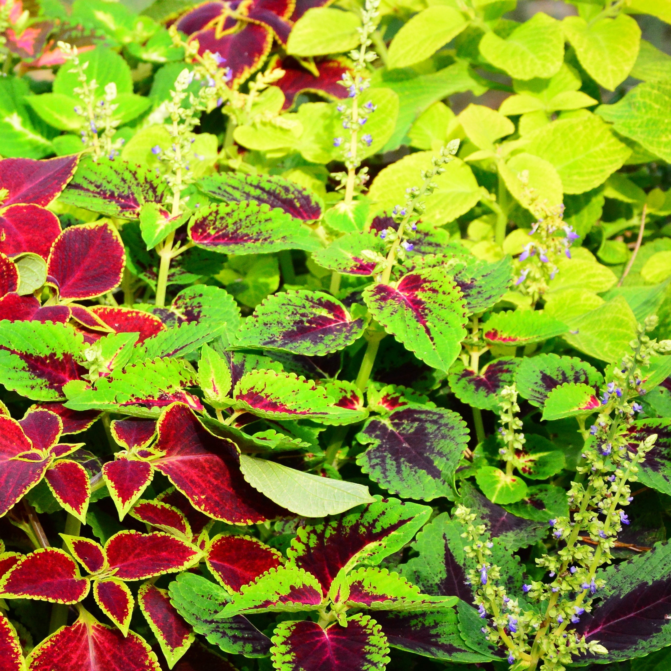 Close Up Of Painted Nettle In The Garden,Colorful Leaf Of Tropical Plant