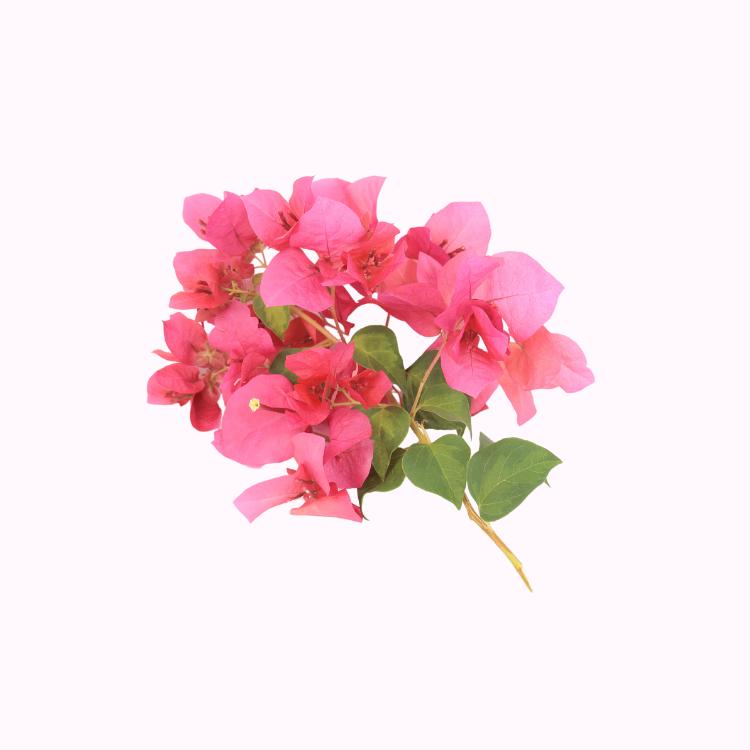 Bougainvillea