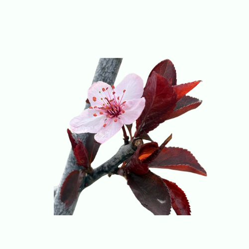 Flowering Plum