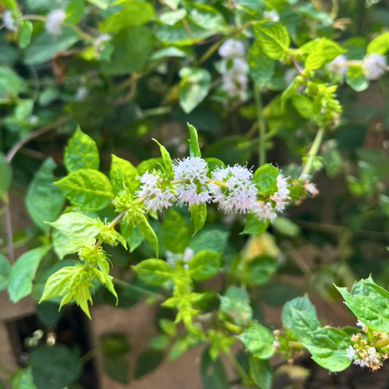 Assorted culinary herbs in pots—basil, rosemary, thyme, mint, and oregano—ready for planting and harvesting.