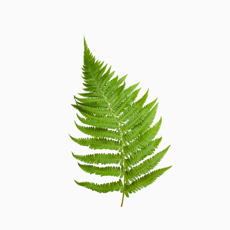 Fern Plants