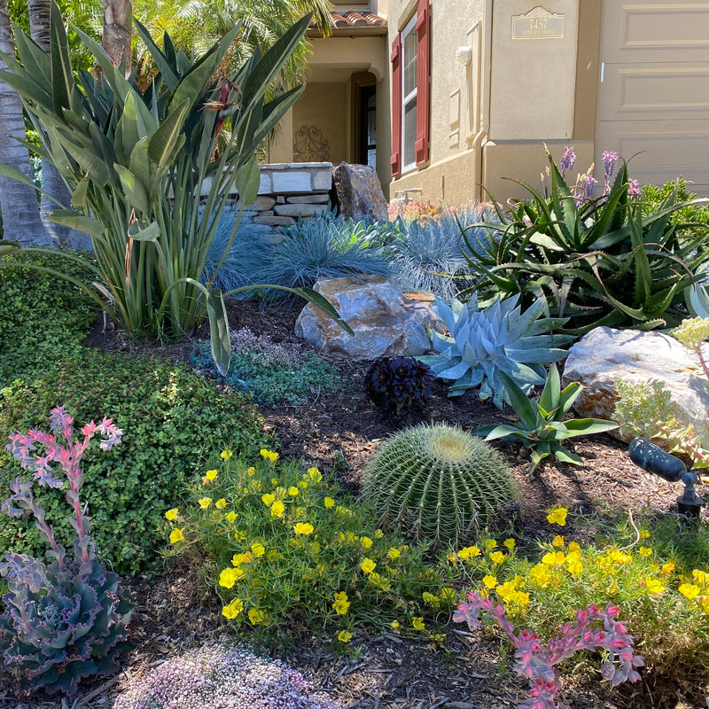 Drought-tolerant Bay Area garden with low-water shrubs, grasses, and flowering perennials in full sun.