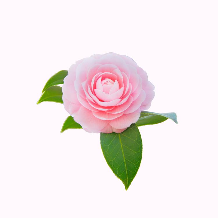 Camellia japonica flowering shrub
