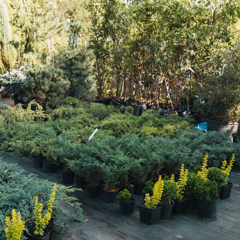 Pallet-ready nursery plants staged for landscaper pickup and bulk delivery in the San Francisco Bay Area