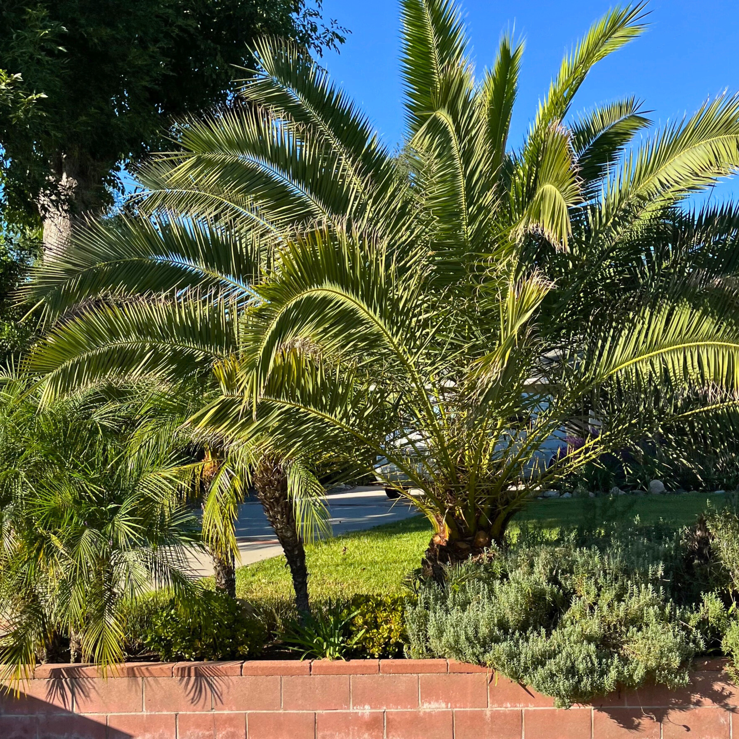 dracaena pele Pele Dracaena