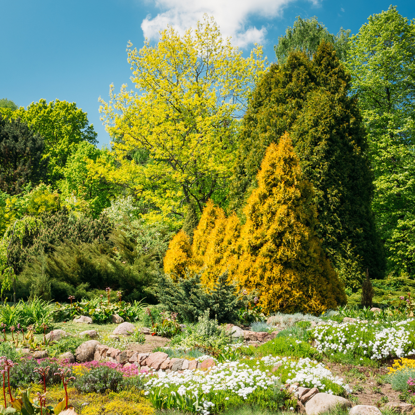 Evergreen trees in a Bay Area garden providing year-round privacy, structure, and deep green foliage