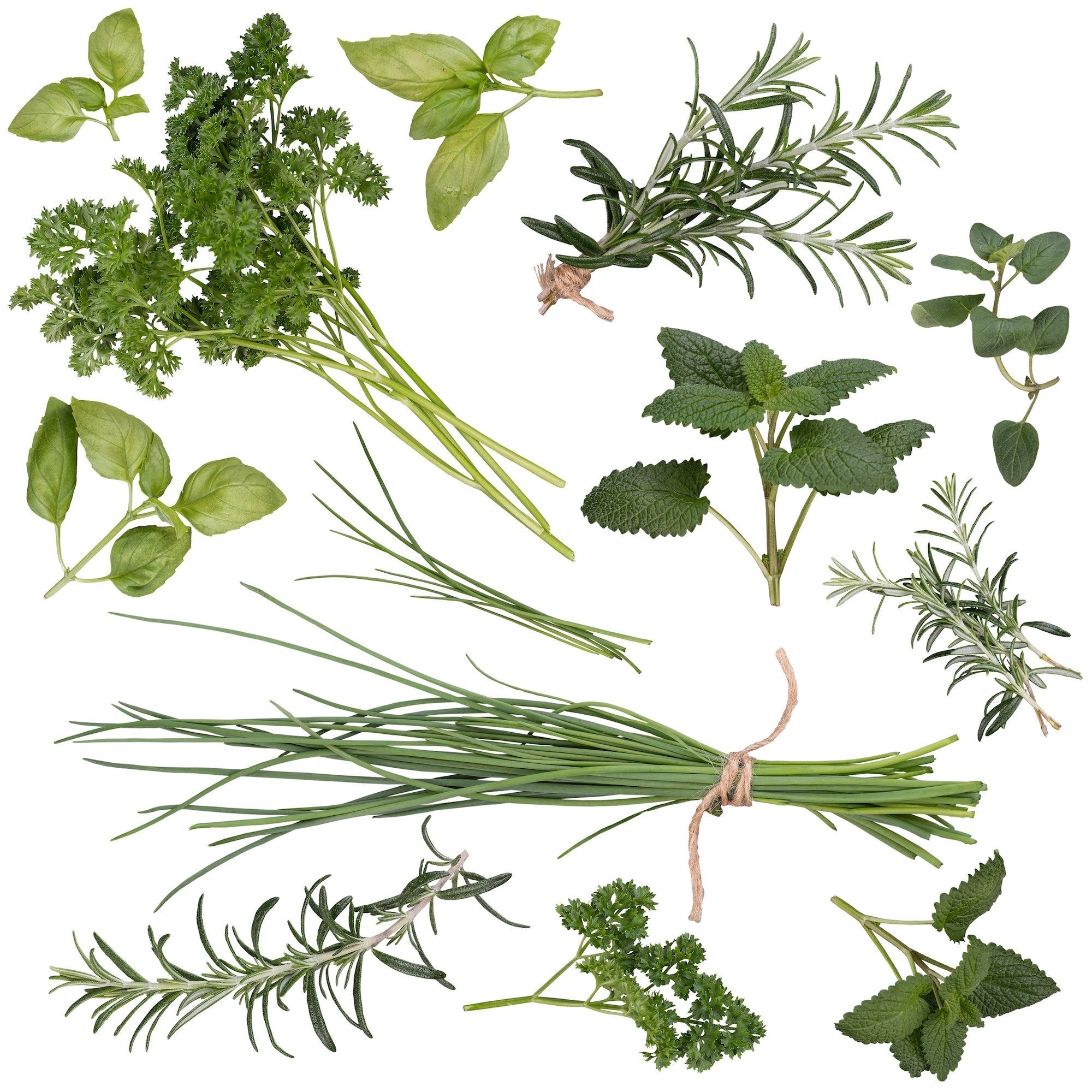 Assorted culinary herbs in pots—basil, rosemary, thyme, mint, and oregano—ready for planting and harvesting.