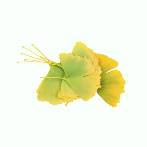 Ginkgo