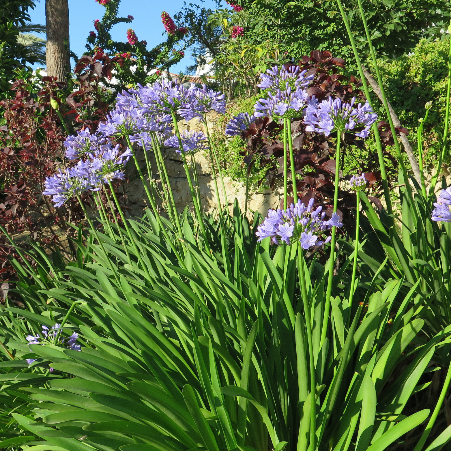 The Flower Grasses collection