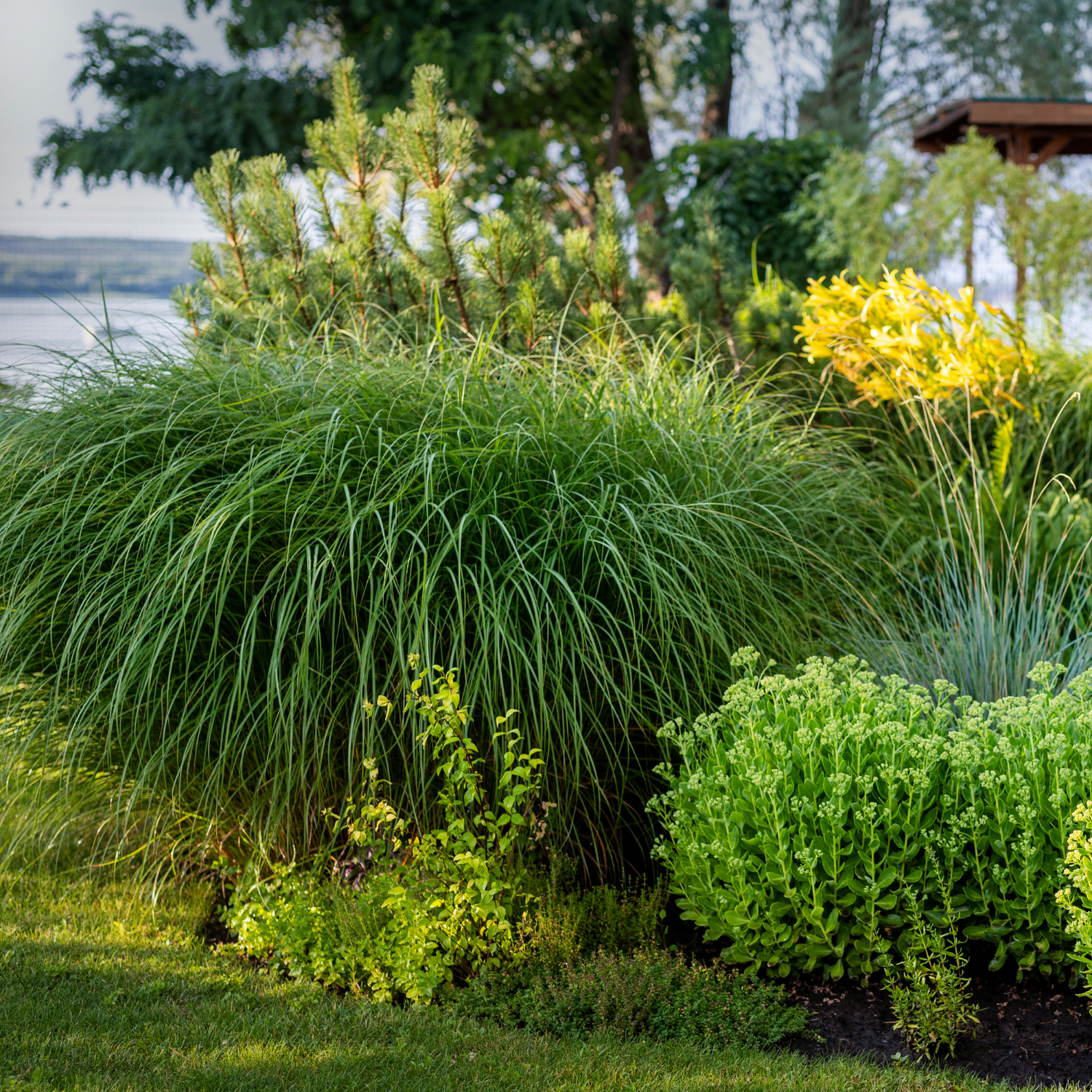 The Medium Grasses (Height 1–3 Feet) collection 