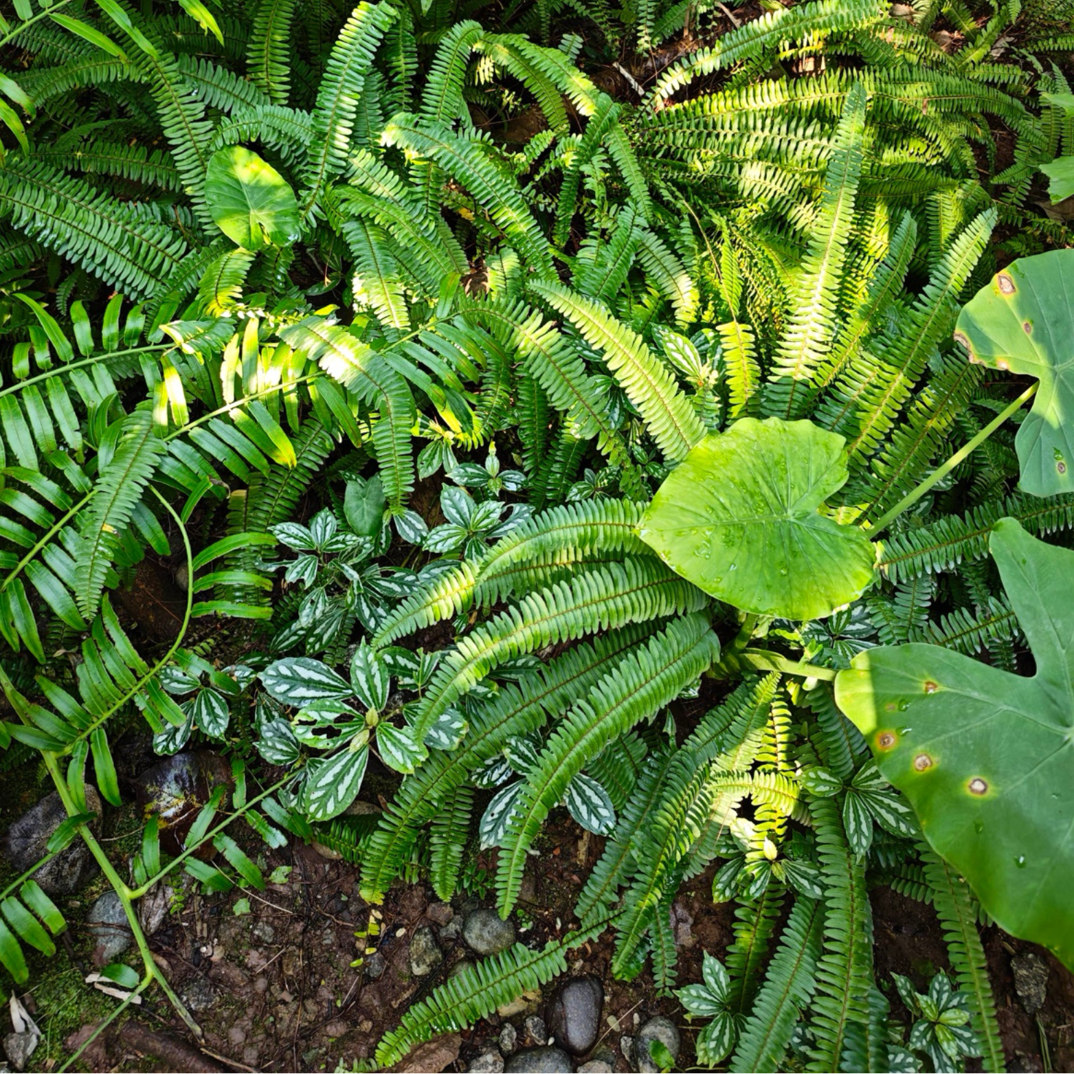 big leaf philodendron outdoors Big Leaf Philodendron