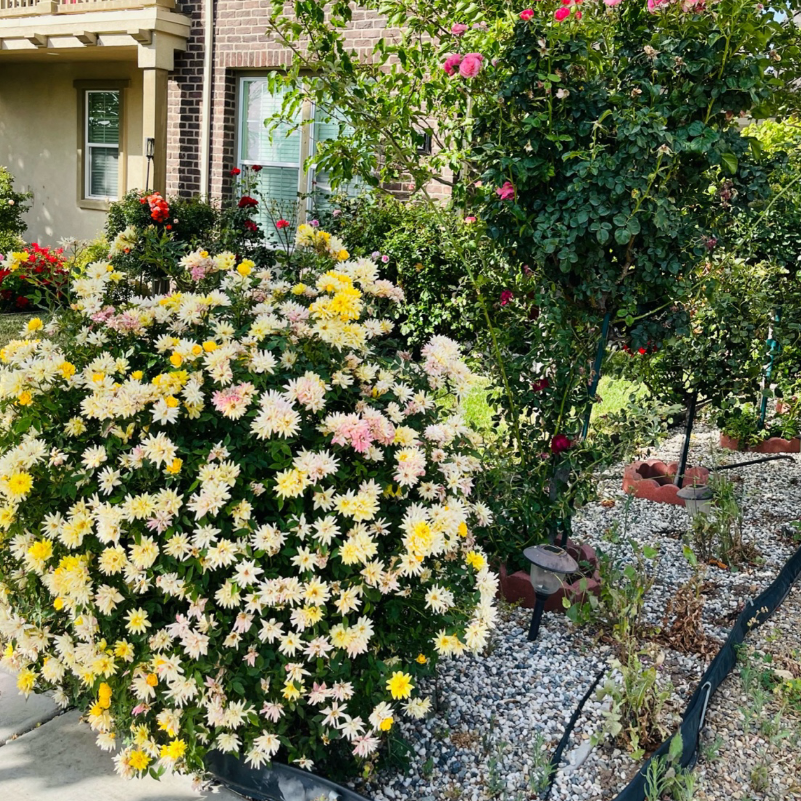 daisy flower plant bungalow house Lolly Marguerite Daisy
