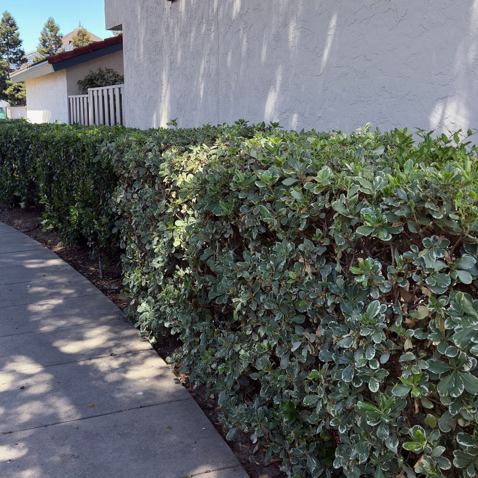 Flowers come and go—foliage is what you live with every day