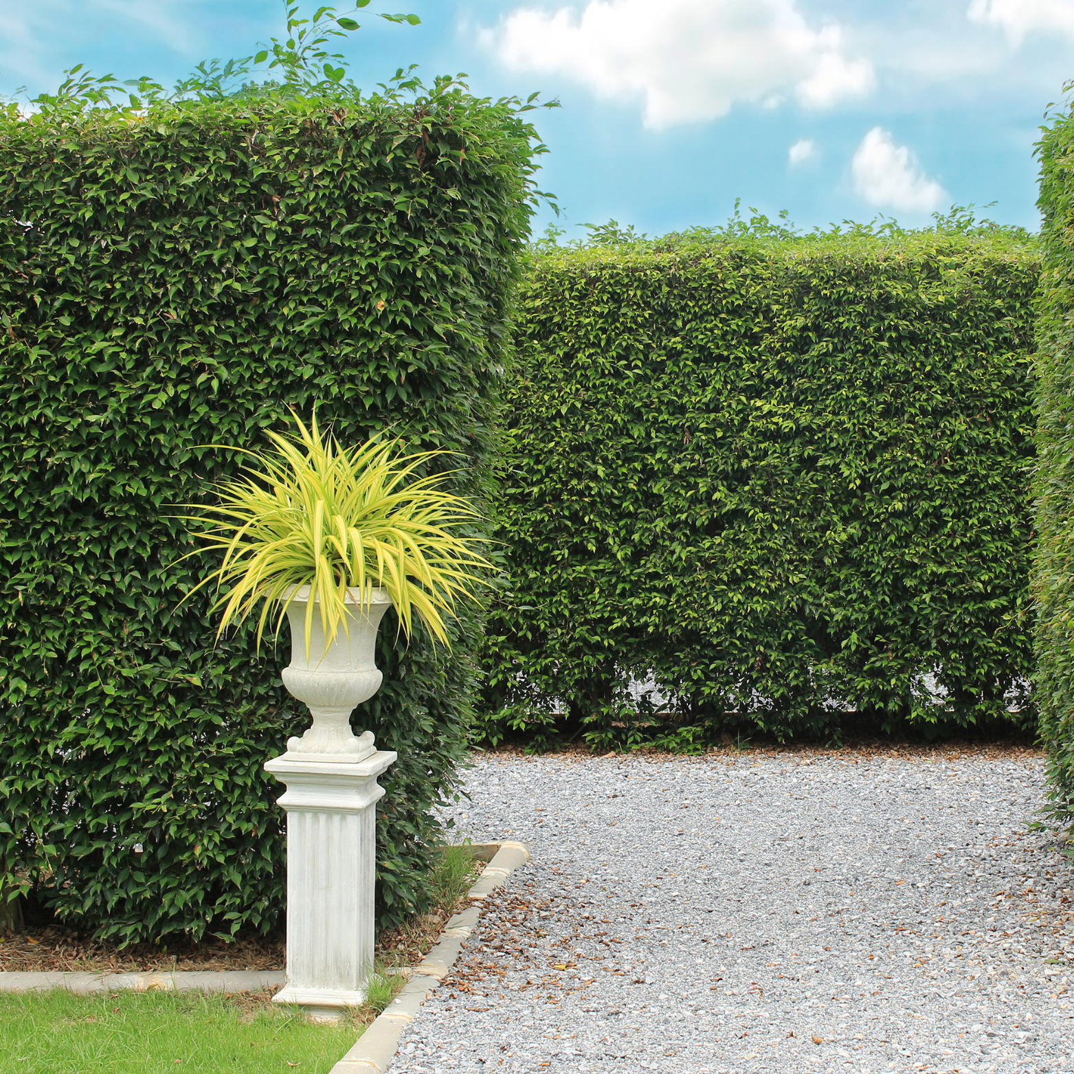 Tall hedge plants creating backyard privacy screen
