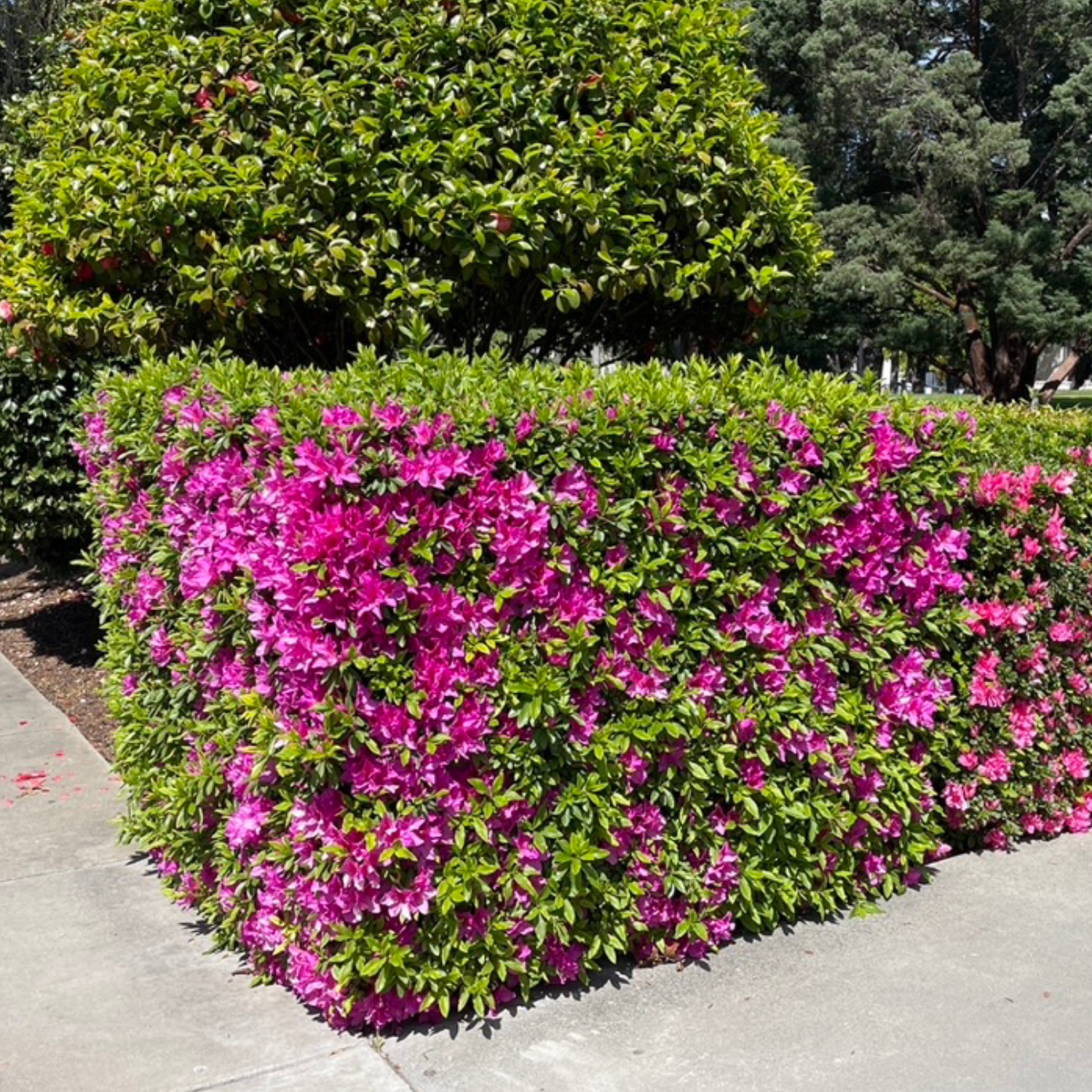 Medium hedges are the “sweet spot” 