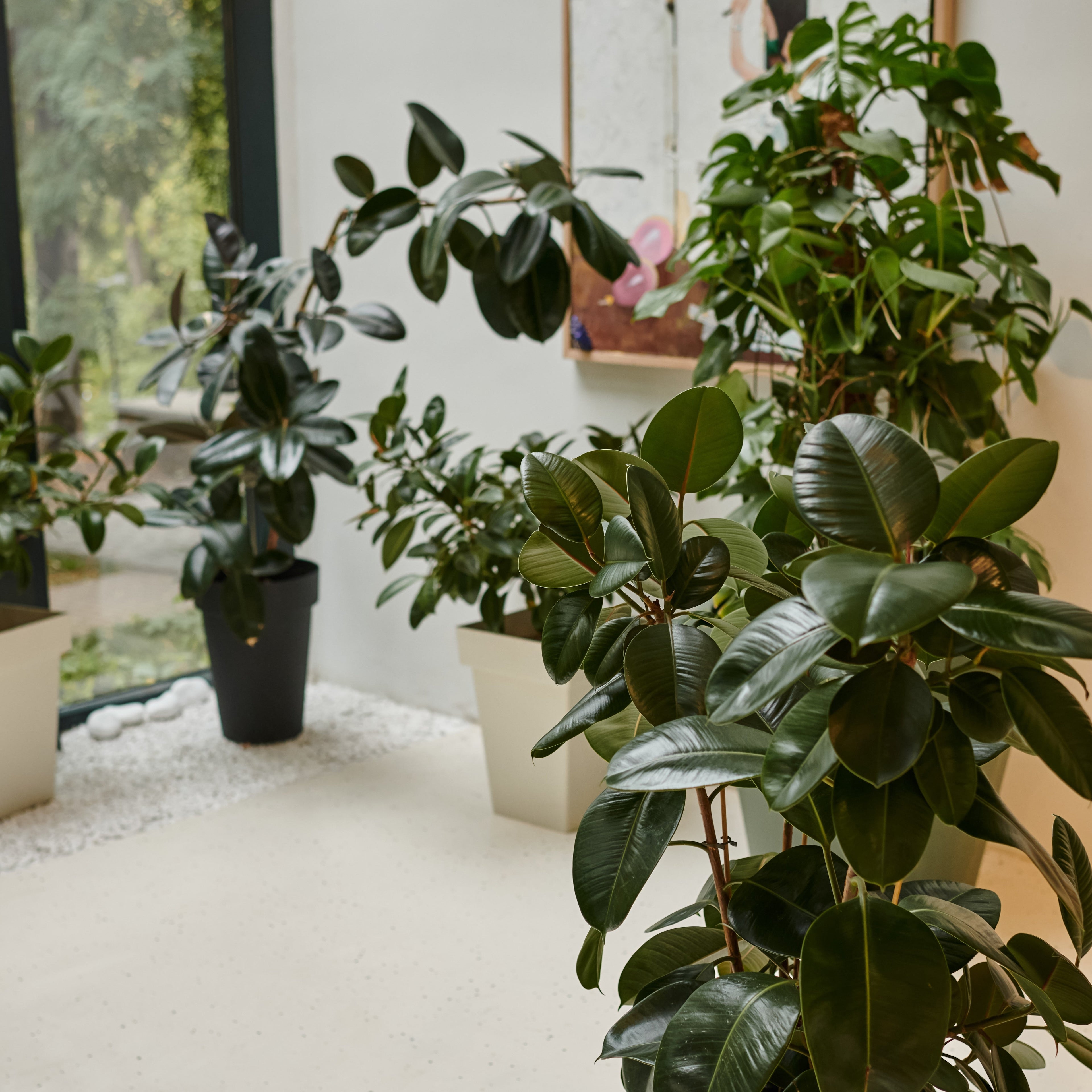 large potted plants for home interiors