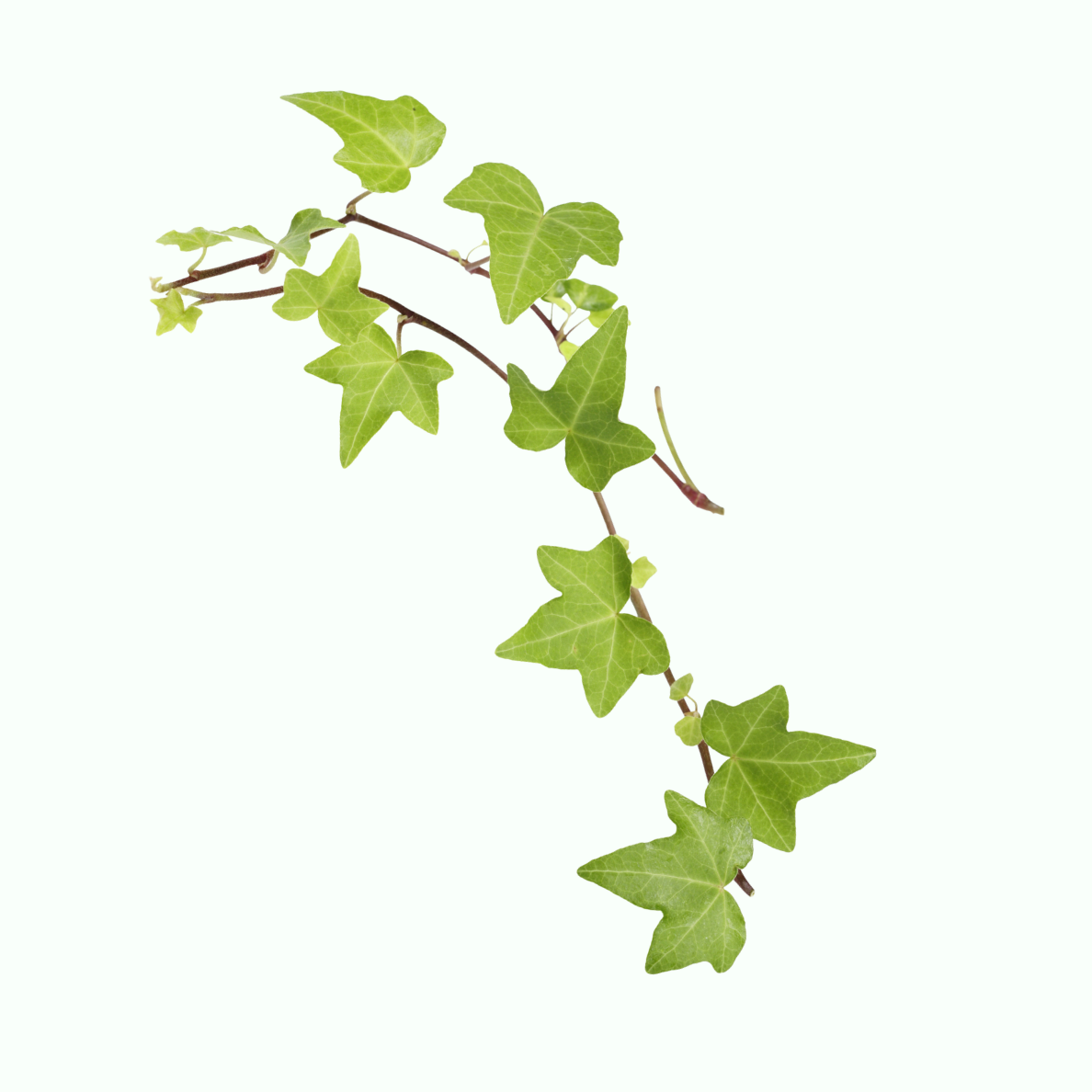 Ivy plant