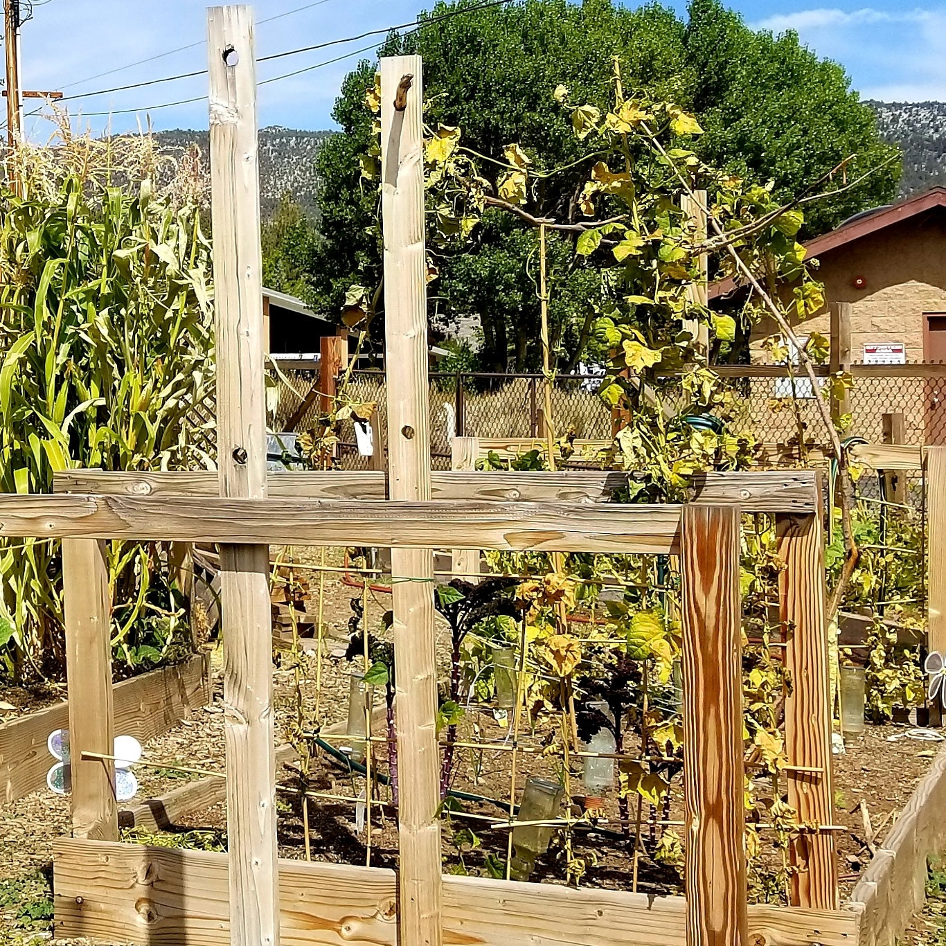 Edible garden plants with herbs, citrus, berries, and raised beds in a sunny Bay Area backyard