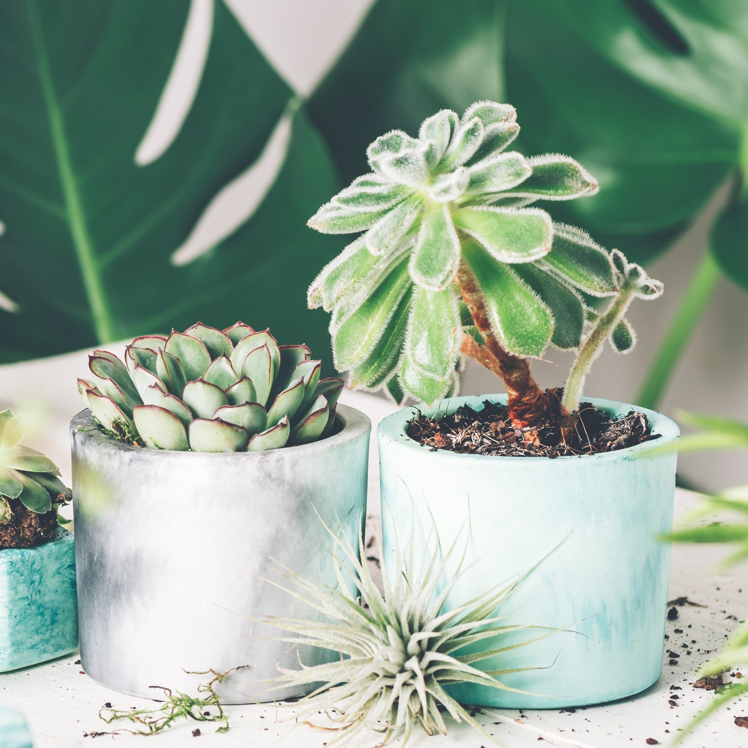 tabletop plants on desk workspace