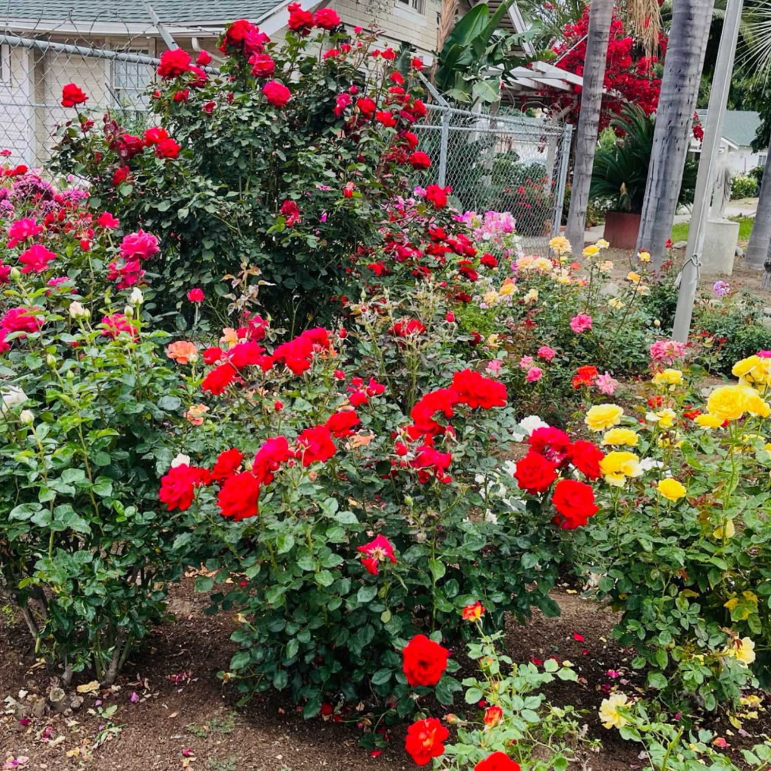 Shrub Roses