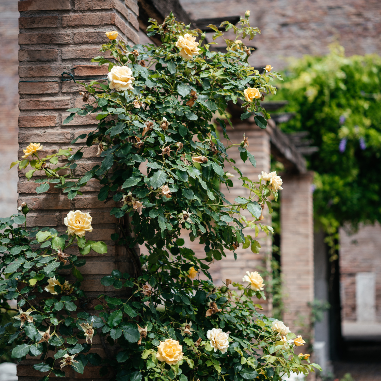 Climbing Roses