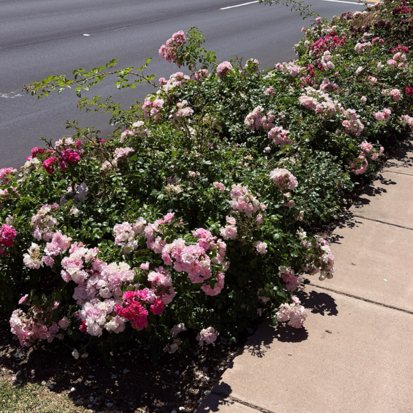ground cover roses in full bloom landscape planting