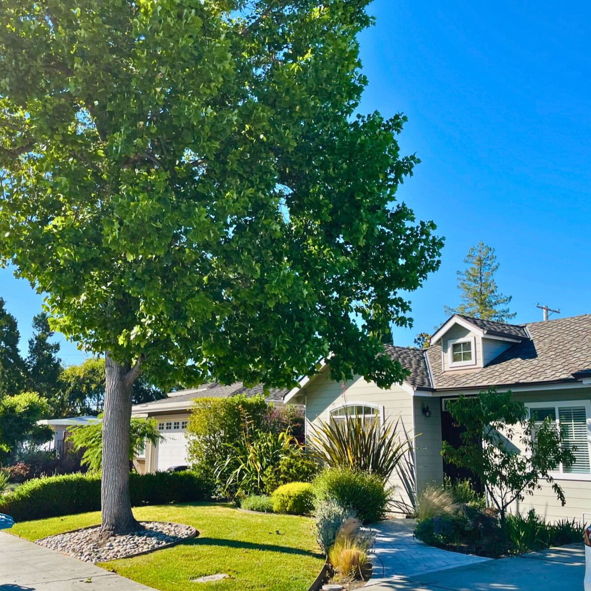 Trees | Shade, Ornamental & Evergreen Trees – Victory Nursery