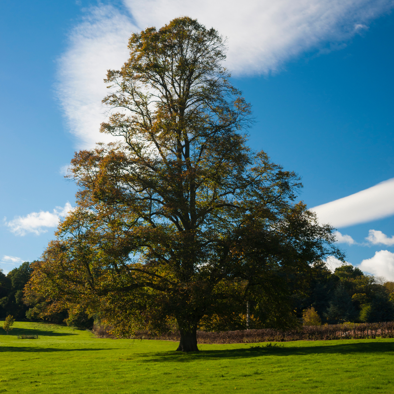 Pyramidal evergreen trees with a symmetrical tapered shape in a landscaped front yard