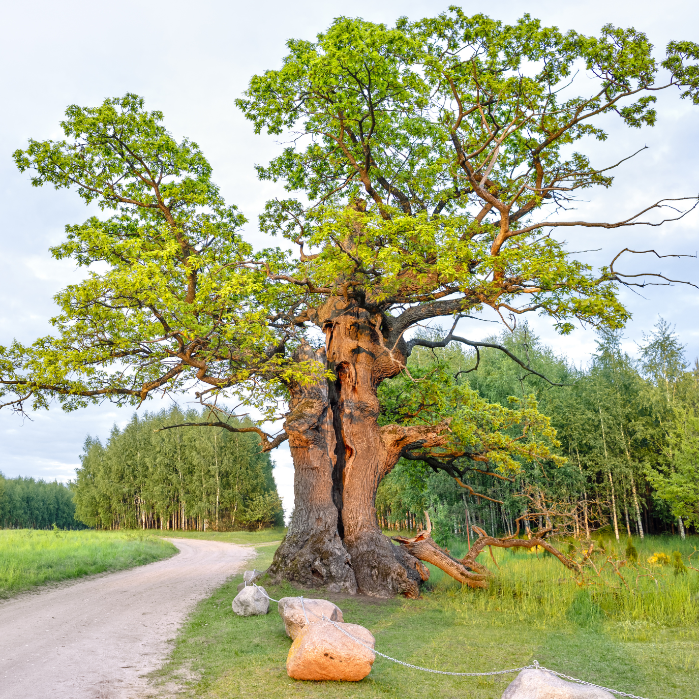 Large mature trees over 20 feet providing shade and structure in a San Francisco Bay Area residential landscape