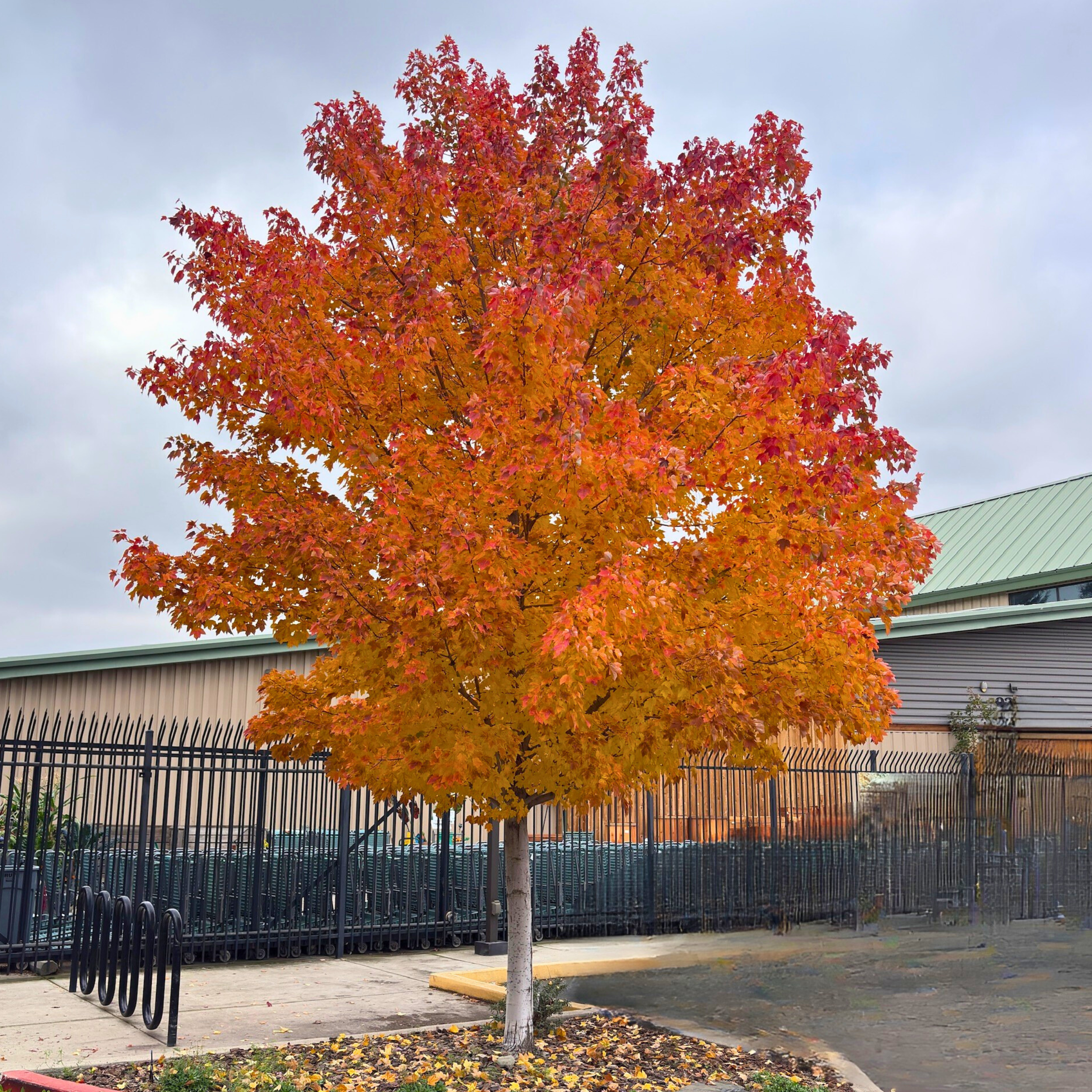 Medium Trees for Bay Area Gardens | Balanced Size & Instant Impact ...