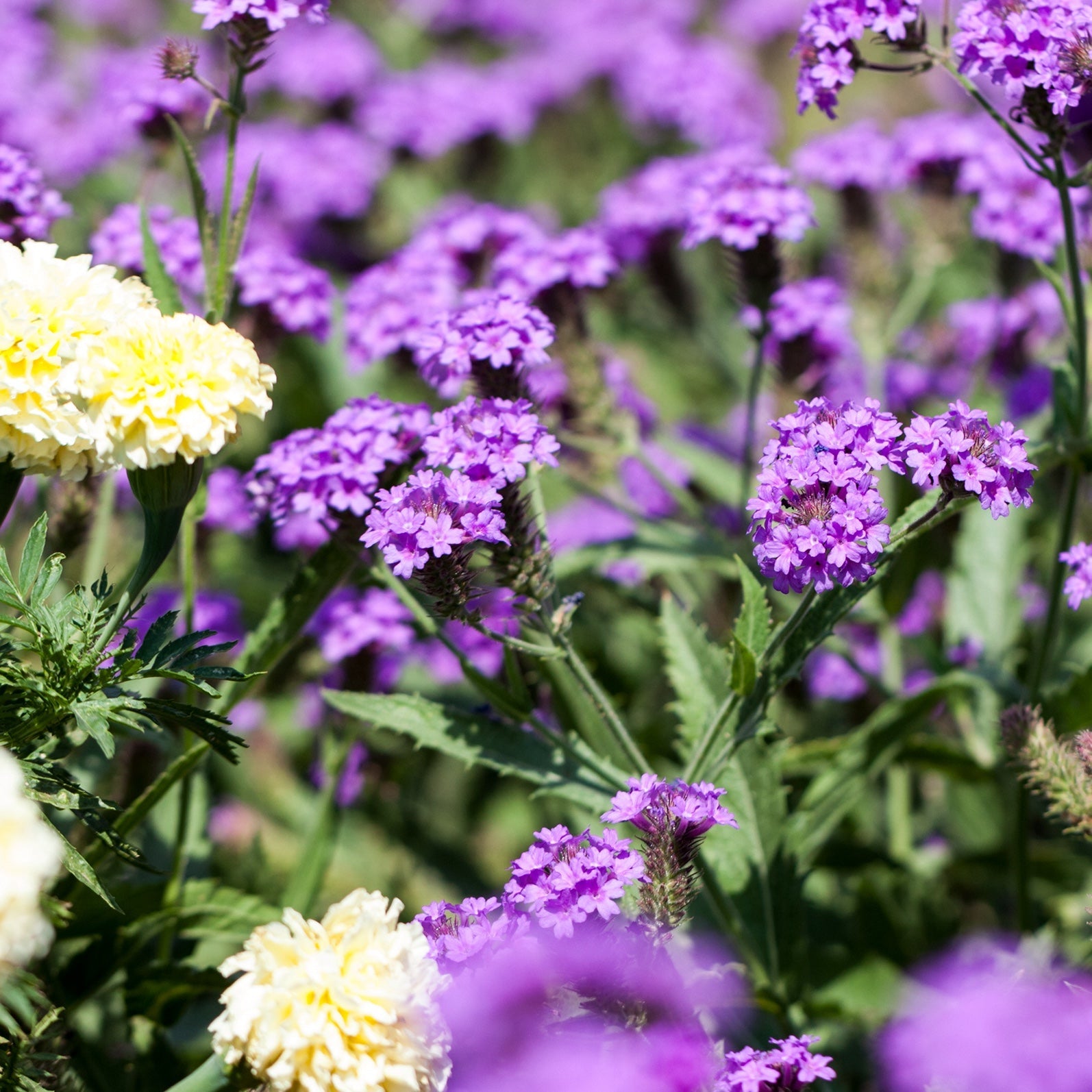 Flowering perennials victory nursery Verbena Venosa Gillies & Hook Flowers