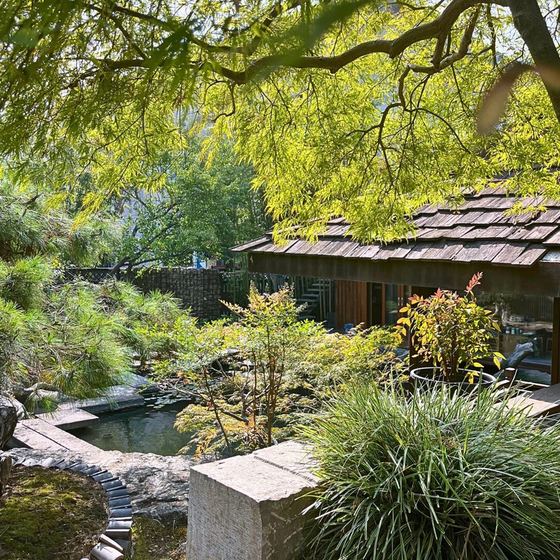 Oriental garden landscape with Japanese maple, sculptural evergreens, bamboo screen, and layered shade plants in a serene courtyard design