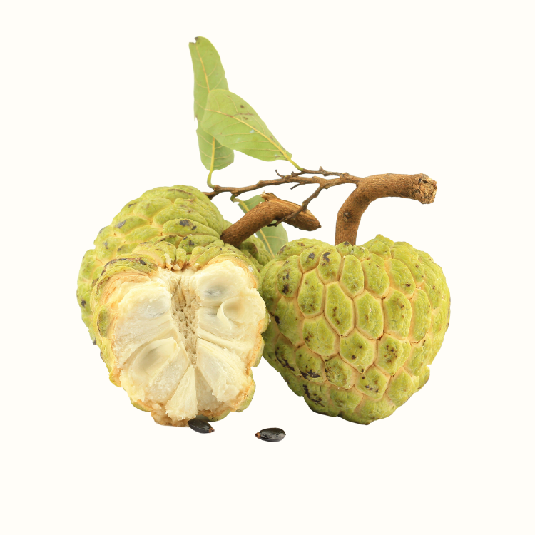 Close-up of ripe green Annona fruit with textured skin