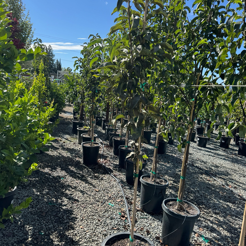 20th Century Asian Pear Tree