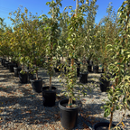 20th Century Asian Pear Tree