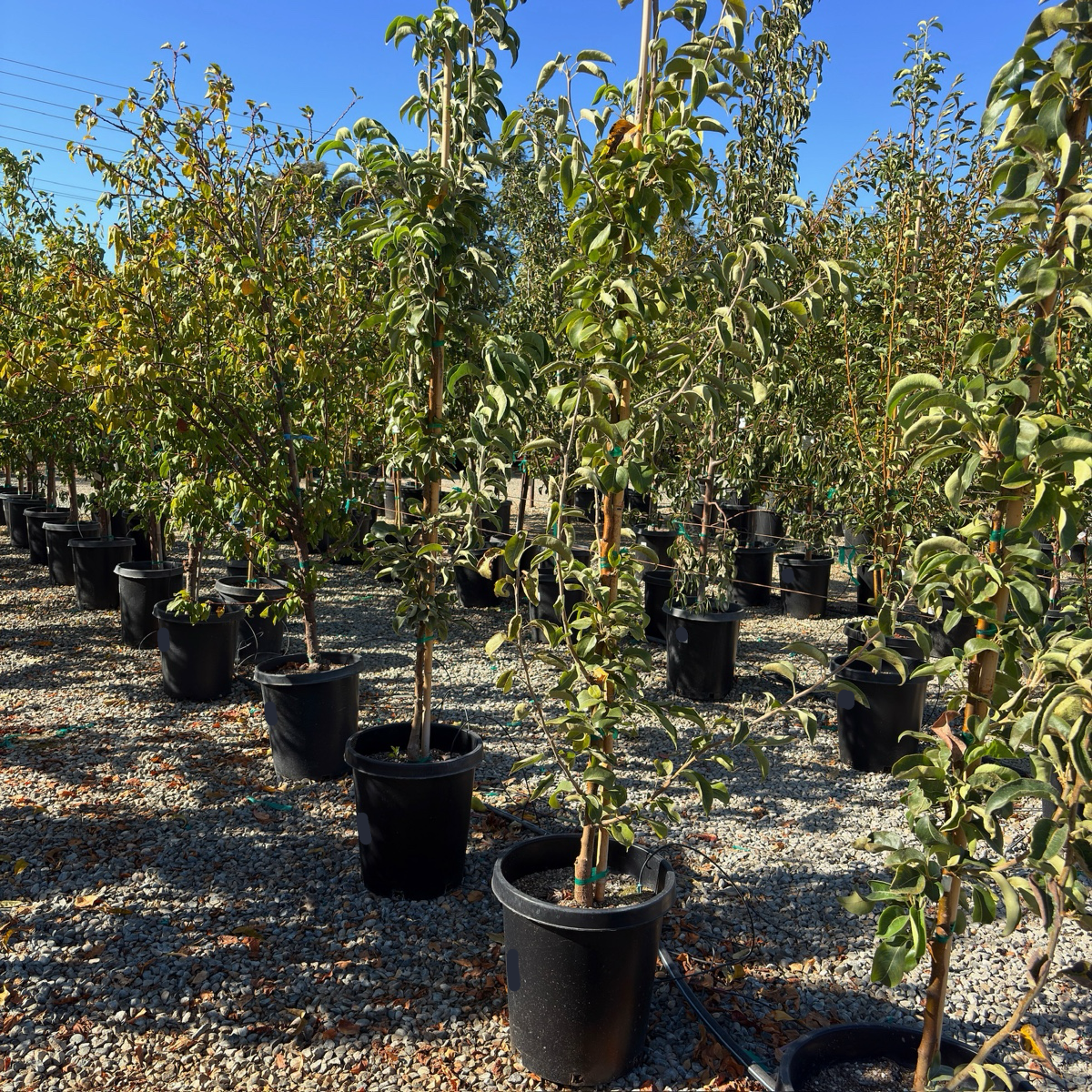 20th Century Asian Pear Tree
