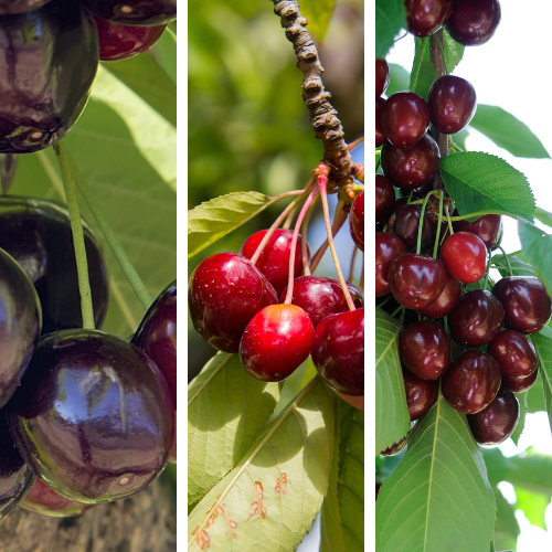  3-N-1 Sweet  Cherry tree Three images of cherries: dark purple cherries, red cherries on a branch, and a cluster of cherries on a tree.