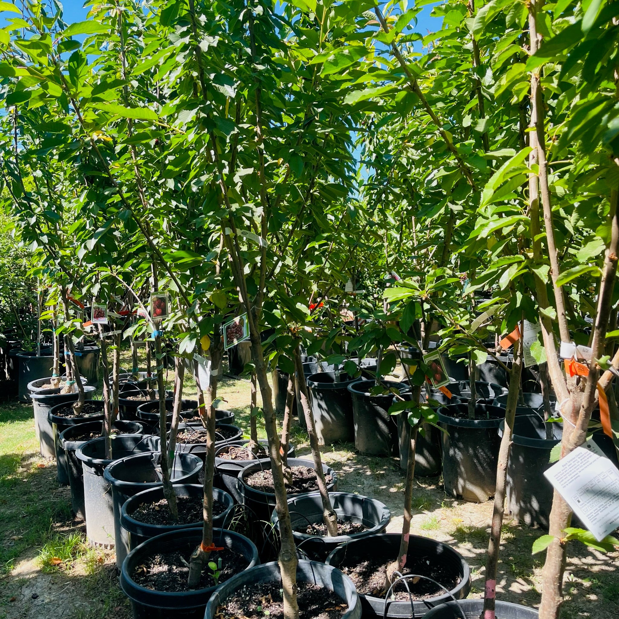 Row of potted  3-N-1 Sweet  Cherry tree in a nursery setting with green foliage and clear sky.