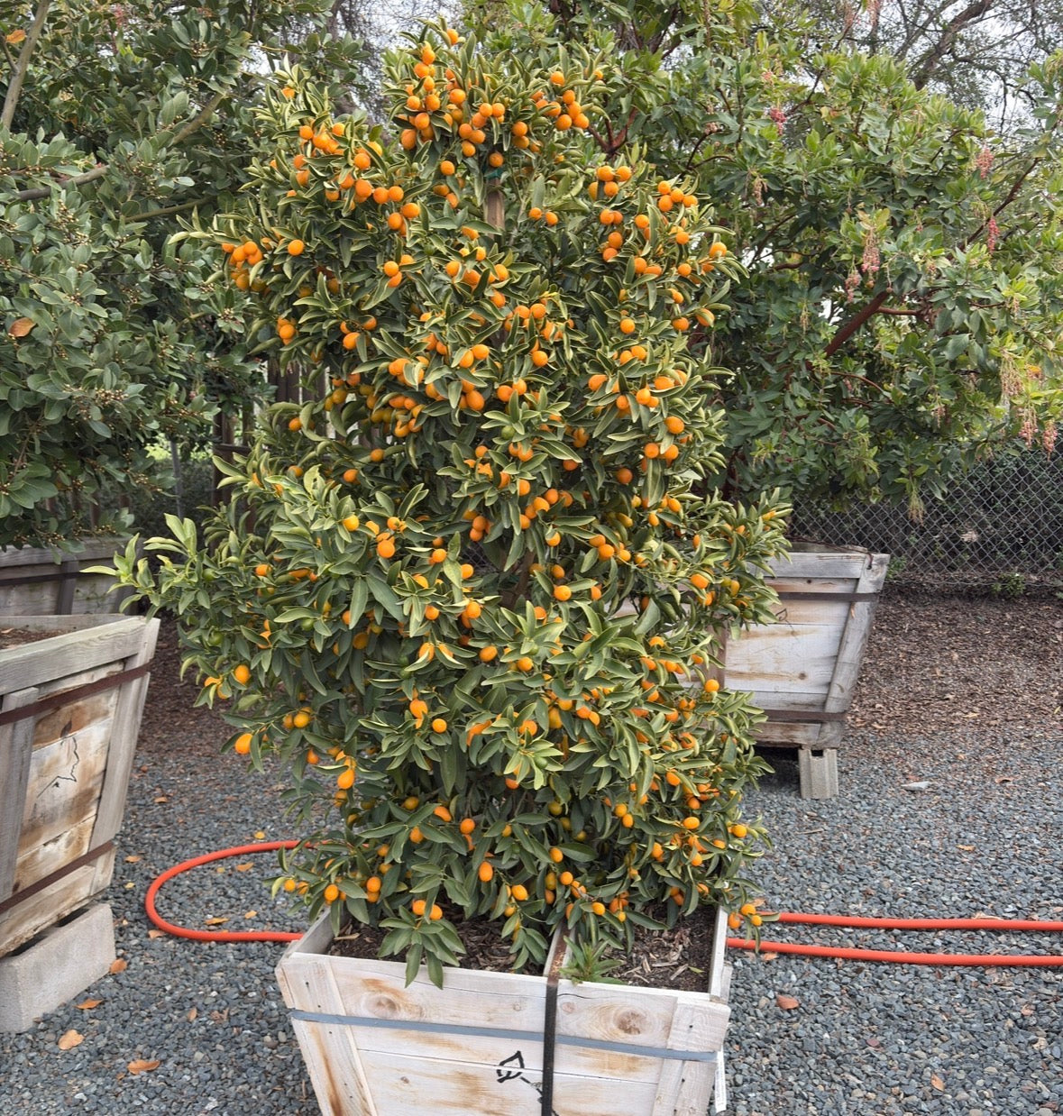 Nagami Kumquat