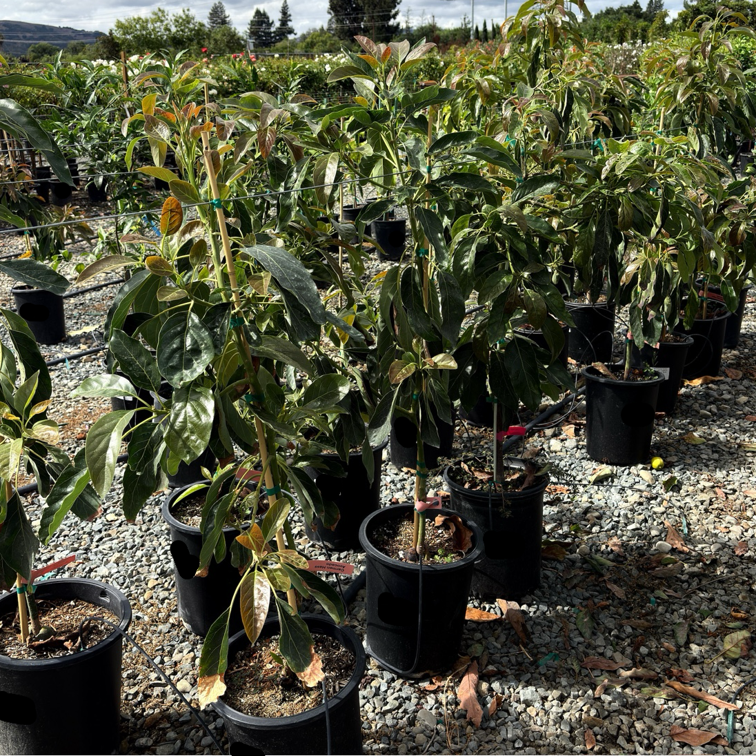 Hass Avocado Tree