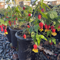 Abutilon megapotamicum 