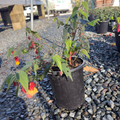 Abutilon megapotamicum 
