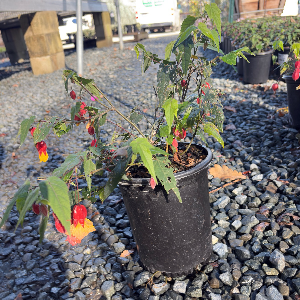 flowering maple indoor plant Flowering Maple Abutilon